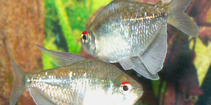 Diamond Tetras