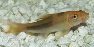 Gold and Black Algea Eater