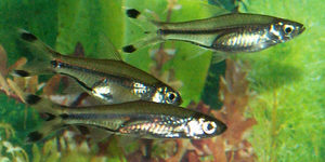 Scissortail Rasboras