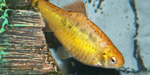 Gold Barb