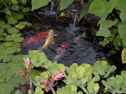 freshwater fish - cyprinus carpio - koi freshwater fish - cyprinus carpio - koi
