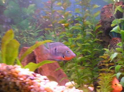 freshwater fish - thorichthys meeki - firemouth cichlid stocking in 55 gallons tank - Firemouth Cichlid freshwater fish - thorichthys meeki - firemouth cichlid stocking in 55 gallons tank - Firemouth Cichlid