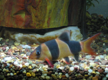 freshwater fish - botia macracantha - clown loach stocking in 55 gallons tank - clown loach- petrified wood in background freshwater fish - botia macracantha - clown loach stocking in 55 gallons tank - clown loach- petrified wood in background