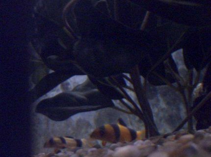 freshwater fish - botia macracantha - clown loach stocking in 91 gallons tank - My 7 month old clownloach and her 9 week old son freshwater fish - botia macracantha - clown loach stocking in 91 gallons tank - My 7 month old clownloach and her 9 week old son