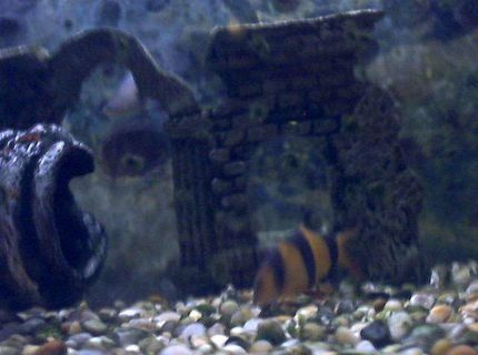 freshwater fish - botia macracantha - clown loach stocking in 91 gallons tank - Clownloach eating freshwater fish - botia macracantha - clown loach stocking in 91 gallons tank - Clownloach eating