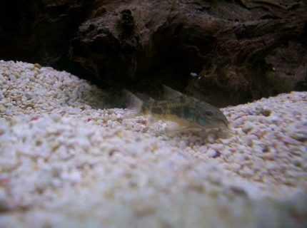 freshwater fish - corydoras paleatus - peppered cory cat stocking in 32 gallons tank - One of my Peppered Corydoras freshwater fish - corydoras paleatus - peppered cory cat stocking in 32 gallons tank - One of my Peppered Corydoras