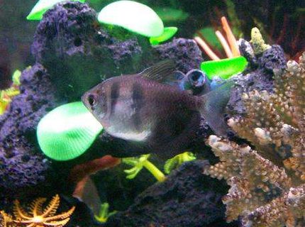 freshwater fish - hyphessobrycon herbertaxelrodi - black neon tetra - ??Half Moon Tetras?? freshwater fish - hyphessobrycon herbertaxelrodi - black neon tetra - ??Half Moon Tetras??
