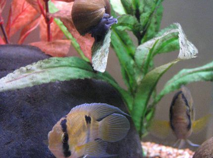 freshwater fish - cleithracara maronii - keyhole cichlid stocking in 50 gallons tank - Keyhole Cichlid Pair
Snail freshwater fish - cleithracara maronii - keyhole cichlid stocking in 50 gallons tank - Keyhole Cichlid Pair
Snail