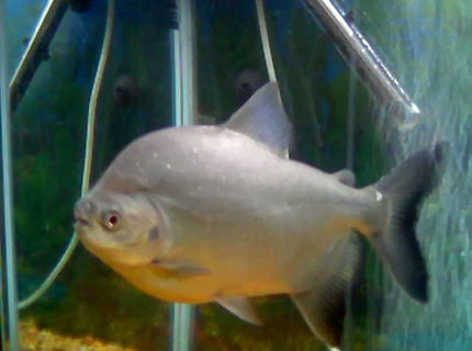 freshwater fish - piaractus brachypomum - red belly pacu stocking in 55 gallons tank - RED BELLY PACU freshwater fish - piaractus brachypomum - red belly pacu stocking in 55 gallons tank - RED BELLY PACU