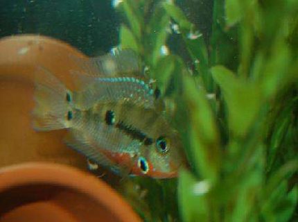 freshwater fish - thorichthys meeki - firemouth cichlid stocking in 42 gallons tank - My firemouth guarding batch of eggs. freshwater fish - thorichthys meeki - firemouth cichlid stocking in 42 gallons tank - My firemouth guarding batch of eggs.