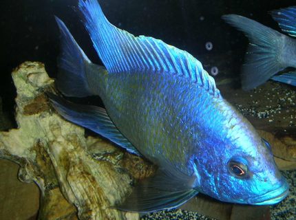 freshwater fish - nimbochromis venustus - venustus cichlid stocking in 180 gallons tank - 8.5" Male nimbochromis venustus in full breeding colors. freshwater fish - nimbochromis venustus - venustus cichlid stocking in 180 gallons tank - 8.5" Male nimbochromis venustus in full breeding colors.