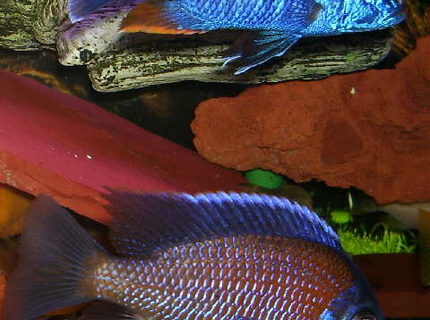 Rated #3: Freshwater Fish - Sciaenochromis Fryeri - Electric Blue Hap Stocking In 95 Gallons Tank - Sciaenochromis fryeri is on top and
Copadichromis borleyi (Kadango)is below
Both are proud fathers of many fry... Rated #3: Freshwater Fish - Sciaenochromis Fryeri - Electric Blue Hap Stocking In 95 Gallons Tank - Sciaenochromis fryeri is on top and
Copadichromis borleyi (Kadango)is below
Both are proud fathers of many fry...