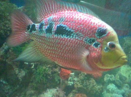 Rated #9: Freshwater Fish - Cichlasoma Sp. - Flower Horn Cichlid Stocking In 50 Gallons Tank - lady soshino wifey of jumon also 3yrs old Rated #9: Freshwater Fish - Cichlasoma Sp. - Flower Horn Cichlid Stocking In 50 Gallons Tank - lady soshino wifey of jumon also 3yrs old