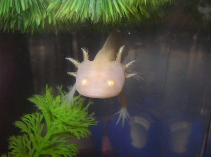 freshwater fish - ambystoma mexicanum - axolotl stocking in 55 gallons tank - Brikemond's Axolotl (in another tank): Mya freshwater fish - ambystoma mexicanum - axolotl stocking in 55 gallons tank - Brikemond's Axolotl (in another tank): Mya