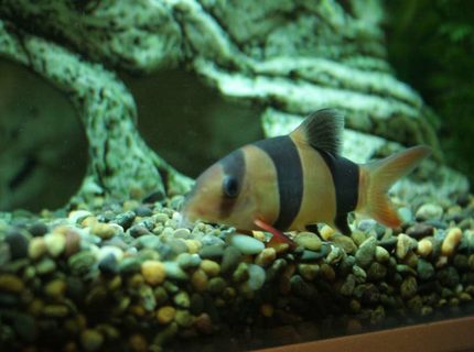 freshwater fish - botia macracantha - clown loach stocking in 53 gallons tank - Clown Loach freshwater fish - botia macracantha - clown loach stocking in 53 gallons tank - Clown Loach