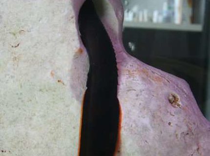 freshwater fish - mastacembelus erythrotaenia - fire eel stocking in 138 gallons tank - fire EEL freshwater fish - mastacembelus erythrotaenia - fire eel stocking in 138 gallons tank - fire EEL