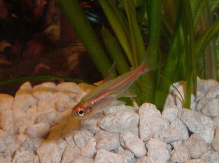 freshwater fish - hemigrammus erythrozonus - glowlight tetra stocking in 20 gallons tank - Glow light Tetra freshwater fish - hemigrammus erythrozonus - glowlight tetra stocking in 20 gallons tank - Glow light Tetra