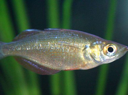 freshwater fish - melanotaenia praecox - dwarf rainbow fish stocking in 80 gallons tank - Dwarf Rainbow Fish freshwater fish - melanotaenia praecox - dwarf rainbow fish stocking in 80 gallons tank - Dwarf Rainbow Fish