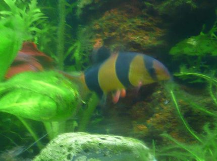 freshwater fish - botia macracantha - clown loach stocking in 46 gallons tank - Clown Loach 11.05.07 freshwater fish - botia macracantha - clown loach stocking in 46 gallons tank - Clown Loach 11.05.07