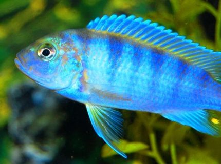 freshwater fish - metriaclima lombardoi - kenyi cichlid stocking in 20 gallons tank - My Female Kenyi Cichlid freshwater fish - metriaclima lombardoi - kenyi cichlid stocking in 20 gallons tank - My Female Kenyi Cichlid