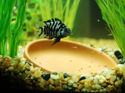 freshwater fish - archocentrus nigrofasciatus - black convict cichlid stocking in 20 gallons tank - Convict with her new babies! freshwater fish - archocentrus nigrofasciatus - black convict cichlid stocking in 20 gallons tank - Convict with her new babies!