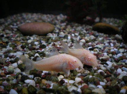 freshwater fish - corydoras aeneus - albino aeneus cory cat stocking in 75 gallons tank - my two albino Corey dora freshwater fish - corydoras aeneus - albino aeneus cory cat stocking in 75 gallons tank - my two albino Corey dora
