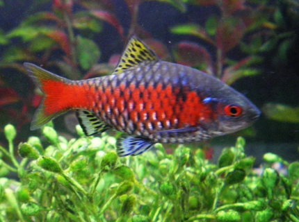freshwater fish - puntius conchonius - rosy barb stocking in 75 gallons tank - my barbs in prime health freshwater fish - puntius conchonius - rosy barb stocking in 75 gallons tank - my barbs in prime health