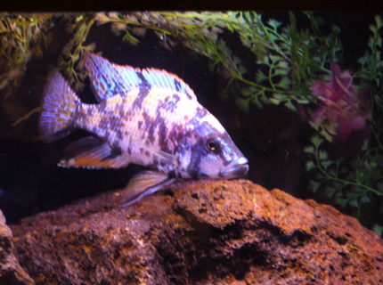 freshwater fish - dimidiochromis compressiceps - compressiceps cichlid stocking in 125 gallons tank - ob dimidichromis comp freshwater fish - dimidiochromis compressiceps - compressiceps cichlid stocking in 125 gallons tank - ob dimidichromis comp