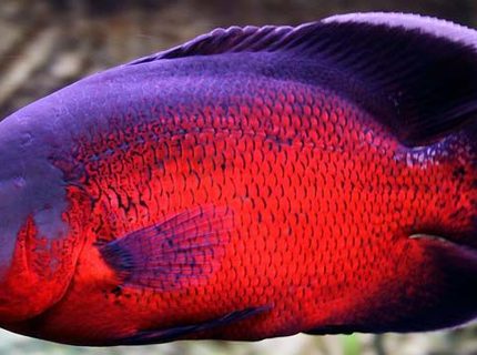 freshwater fish - astronotus ocellatus - red oscar stocking in 265 gallons tank freshwater fish - astronotus ocellatus - red oscar stocking in 265 gallons tank