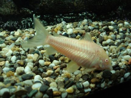 freshwater fish - corydoras aeneus - albino aeneus cory cat stocking in 110 gallons tank - the albino cat fish freshwater fish - corydoras aeneus - albino aeneus cory cat stocking in 110 gallons tank - the albino cat fish