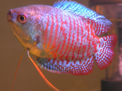 freshwater fish - colisa lalia - dwarf gourami stocking in 33 gallons tank - My Colisa Lalia (RIP) freshwater fish - colisa lalia - dwarf gourami stocking in 33 gallons tank - My Colisa Lalia (RIP)