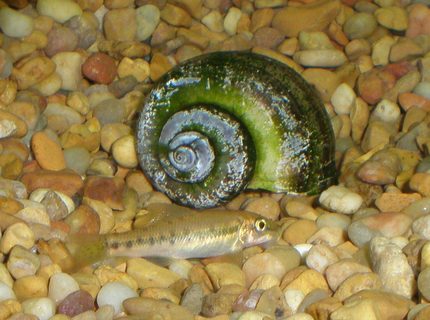 freshwater fish - gyrinocheilos aymonieri - chinese algae eater stocking in 29 gallons tank - ALGAE EATER + DEAD SNAIL freshwater fish - gyrinocheilos aymonieri - chinese algae eater stocking in 29 gallons tank - ALGAE EATER + DEAD SNAIL