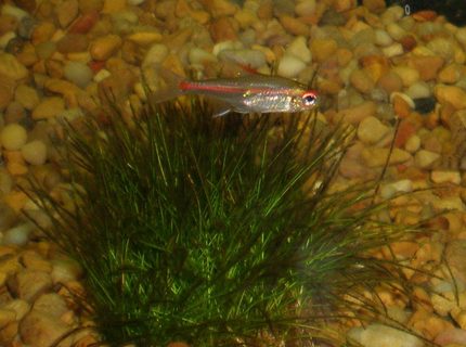 freshwater fish - hemigrammus erythrozonus - glowlight tetra stocking in 29 gallons tank - GLO LIGHT TETRA freshwater fish - hemigrammus erythrozonus - glowlight tetra stocking in 29 gallons tank - GLO LIGHT TETRA