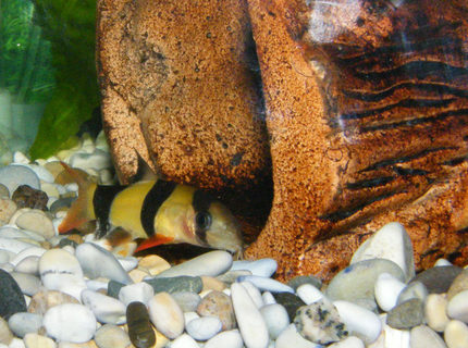 freshwater fish - botia macracantha - clown loach stocking in 32 gallons tank - Clown Loach freshwater fish - botia macracantha - clown loach stocking in 32 gallons tank - Clown Loach