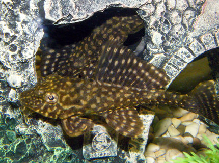 freshwater fish - hypostomus punctatus - trinidad pleco stocking in 32 gallons tank - Trinidad Pleco freshwater fish - hypostomus punctatus - trinidad pleco stocking in 32 gallons tank - Trinidad Pleco