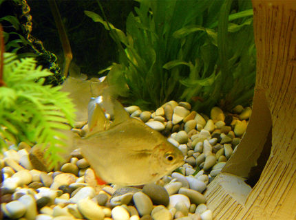 freshwater fish - metynnis argenteus - silver dollar stocking in 32 gallons tank - Silver Dollar freshwater fish - metynnis argenteus - silver dollar stocking in 32 gallons tank - Silver Dollar