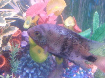 freshwater fish - cleithracara maronii - keyhole cichlid stocking in 30 gallons tank - pic freshwater fish - cleithracara maronii - keyhole cichlid stocking in 30 gallons tank - pic