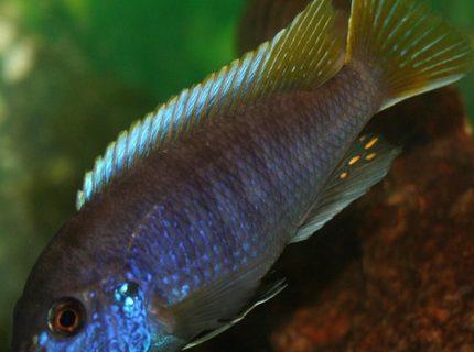 freshwater fish - pseudotropheus acei - acei cichlid stocking in 29 gallons tank - Acei freshwater fish - pseudotropheus acei - acei cichlid stocking in 29 gallons tank - Acei