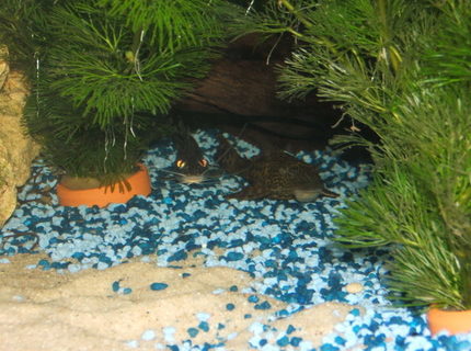 freshwater fish - pimelodus pictus - pictus cat stocking in 100 gallons tank - satan in fish format
evil looking pictus freshwater fish - pimelodus pictus - pictus cat stocking in 100 gallons tank - satan in fish format
evil looking pictus