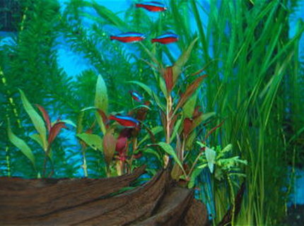 freshwater fish - paracheirodon axelrodi - cardinal tetra stocking in 55 gallons tank - These are my Cardinal Tetras. freshwater fish - paracheirodon axelrodi - cardinal tetra stocking in 55 gallons tank - These are my Cardinal Tetras.