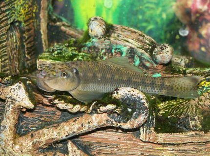 freshwater fish - gyrinocheilos aymonieri - chinese algae eater stocking in 110 gallons tank - Chinese Algea Eater freshwater fish - gyrinocheilos aymonieri - chinese algae eater stocking in 110 gallons tank - Chinese Algea Eater