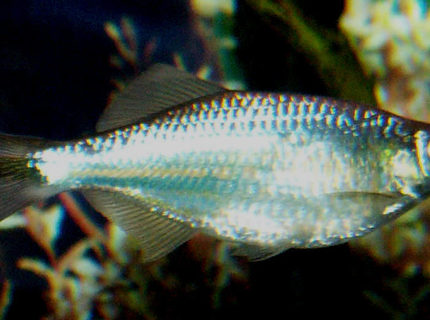 freshwater fish - danio aequipinnatus - giant danio stocking in 110 gallons tank - Giant Danio freshwater fish - danio aequipinnatus - giant danio stocking in 110 gallons tank - Giant Danio