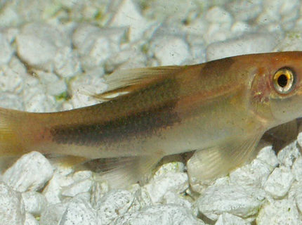 freshwater fish - gyrinocheilos aymonieri - gold algae eater stocking in 110 gallons tank - Gold and Black Algea Eater freshwater fish - gyrinocheilos aymonieri - gold algae eater stocking in 110 gallons tank - Gold and Black Algea Eater