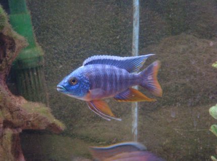 freshwater fish - aulonocara hansbaenschi - red peacock cichlid stocking in 125 gallons tank - blue peacock freshwater fish - aulonocara hansbaenschi - red peacock cichlid stocking in 125 gallons tank - blue peacock