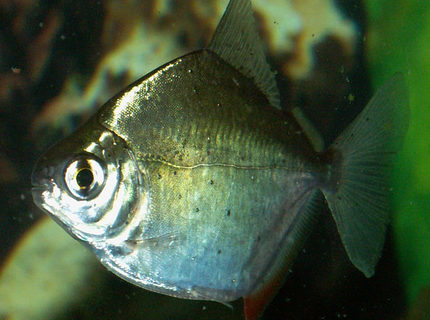 freshwater fish - metynnis argenteus - silver dollar stocking in 110 gallons tank - Silver Dollar freshwater fish - metynnis argenteus - silver dollar stocking in 110 gallons tank - Silver Dollar