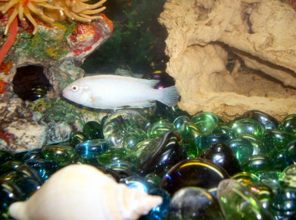 freshwater fish - pseudotropheus socolofi (albino) - albino socolofi stocking in 30 gallons tank - My snow white cichlid, Avalanche, he pretty much runs the show in the 30 gallon, he hides in his rock and if anyone comes near it he lets them know, it is rather amusing. freshwater fish - pseudotropheus socolofi (albino) - albino socolofi stocking in 30 gallons tank - My snow white cichlid, Avalanche, he pretty much runs the show in the 30 gallon, he hides in his rock and if anyone comes near it he lets them know, it is rather amusing.