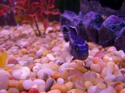 freshwater fish - melanochromis cyaneorhabdos - maingano cichlid stocking in 46 gallons tank - mangano cichlid freshwater fish - melanochromis cyaneorhabdos - maingano cichlid stocking in 46 gallons tank - mangano cichlid