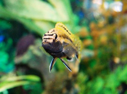 freshwater fish - melanochromis auratus - auratus cichlid stocking in 20 gallons tank - My Auratus Cichlid Changed from female to male over the course of about a month or two. freshwater fish - melanochromis auratus - auratus cichlid stocking in 20 gallons tank - My Auratus Cichlid Changed from female to male over the course of about a month or two.