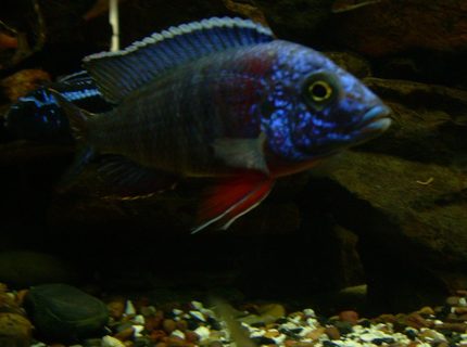 freshwater fish - aulonocara baenschi - regal peacock cichlid stocking in 200 gallons tank - This is my Regal Peacock Cichlid "Aulonocara hansbaenschi" who is about a year old now and looks great. One of my Fav's freshwater fish - aulonocara baenschi - regal peacock cichlid stocking in 200 gallons tank - This is my Regal Peacock Cichlid "Aulonocara hansbaenschi" who is about a year old now and looks great. One of my Fav's