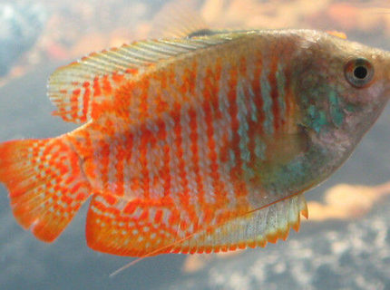 freshwater fish - colisa lalia - dwarf gourami stocking in 85 gallons tank - Dwarf Flame Gourami freshwater fish - colisa lalia - dwarf gourami stocking in 85 gallons tank - Dwarf Flame Gourami